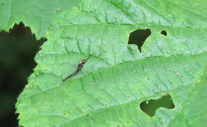 Leptophlebiidae di Sostegno (BI)